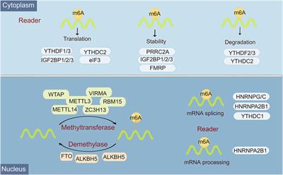 The emerging roles and mechanism of m6a in breast cancer progression